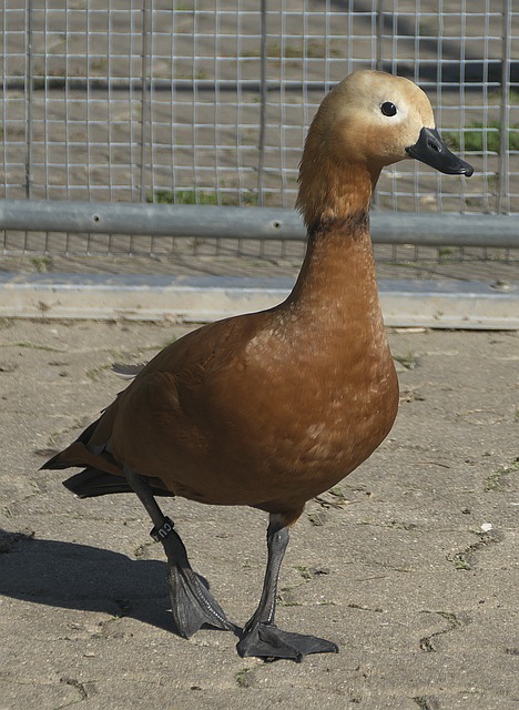 在西甲第